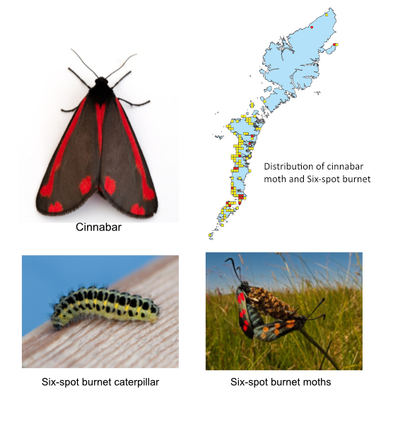 cinnabar survey